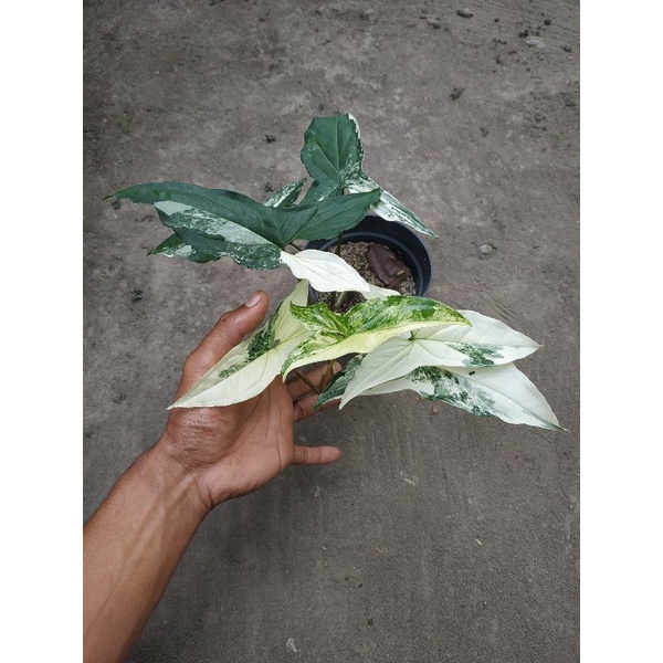 Syngonium albo varigata