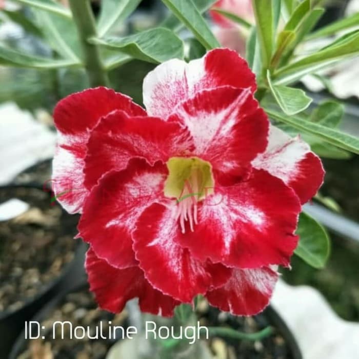 

Bibit Bunga Kamboja Adenium Mouline Rough