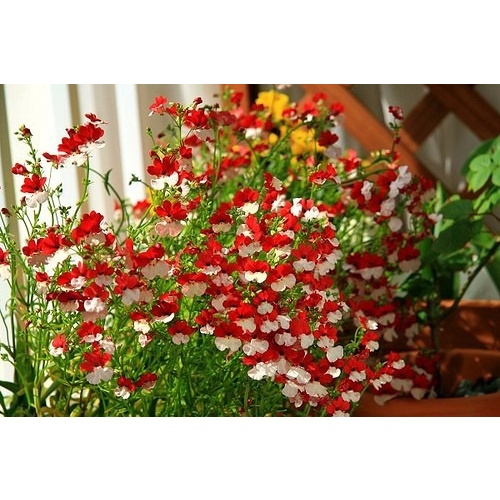 Benih Bibit Biji - Bunga Nemesia Strumosa Red &amp; White Seperti Bendera Merah Putih Indonesia Flower Seeds - IMPORT