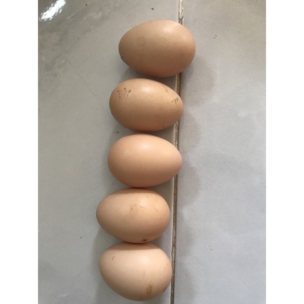 Telur Ayam Bangkok- Anakan Ayam Bangkok Super Telur Coklat