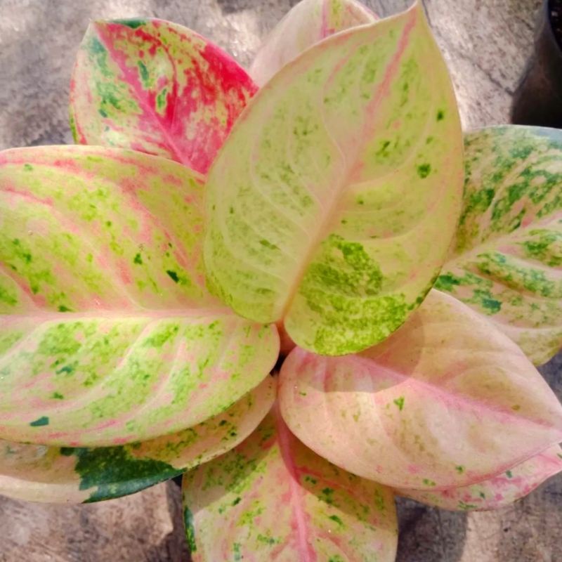 Aglonema emerald Tanaman Hias Bunga Aglaonema Murah Merah BUKAN bonggol bibit - tanaman hias hidup -