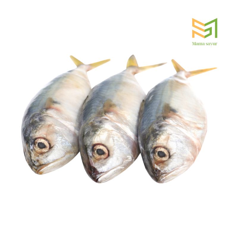 

Ikan kembung banjar segar per pack