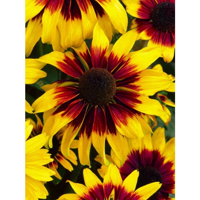 Benih Bibit Biji - Bunga Rudbeckia Kelvedon Star Flower Seeds - IMPORT