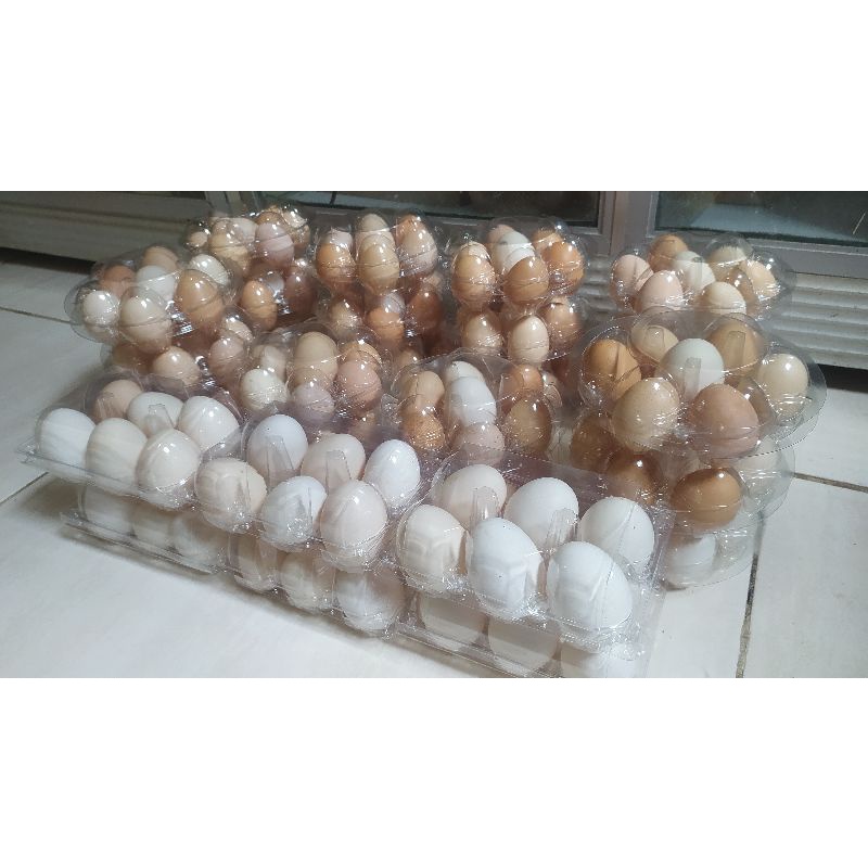 

Telur ayam kampung konsumsi