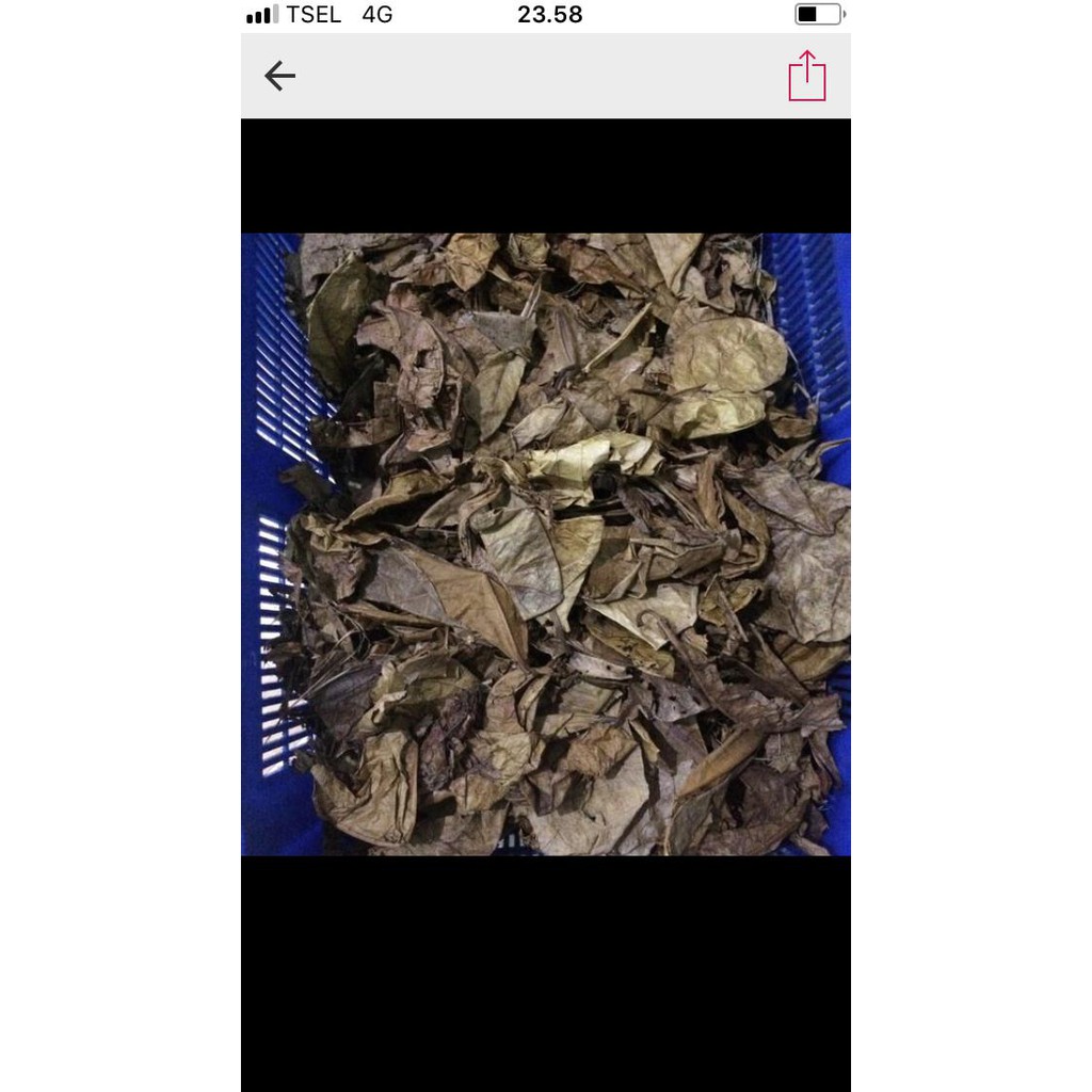 

Daun ketapang laut olahan bersih dan steril (sudah diolah siap pakai)
