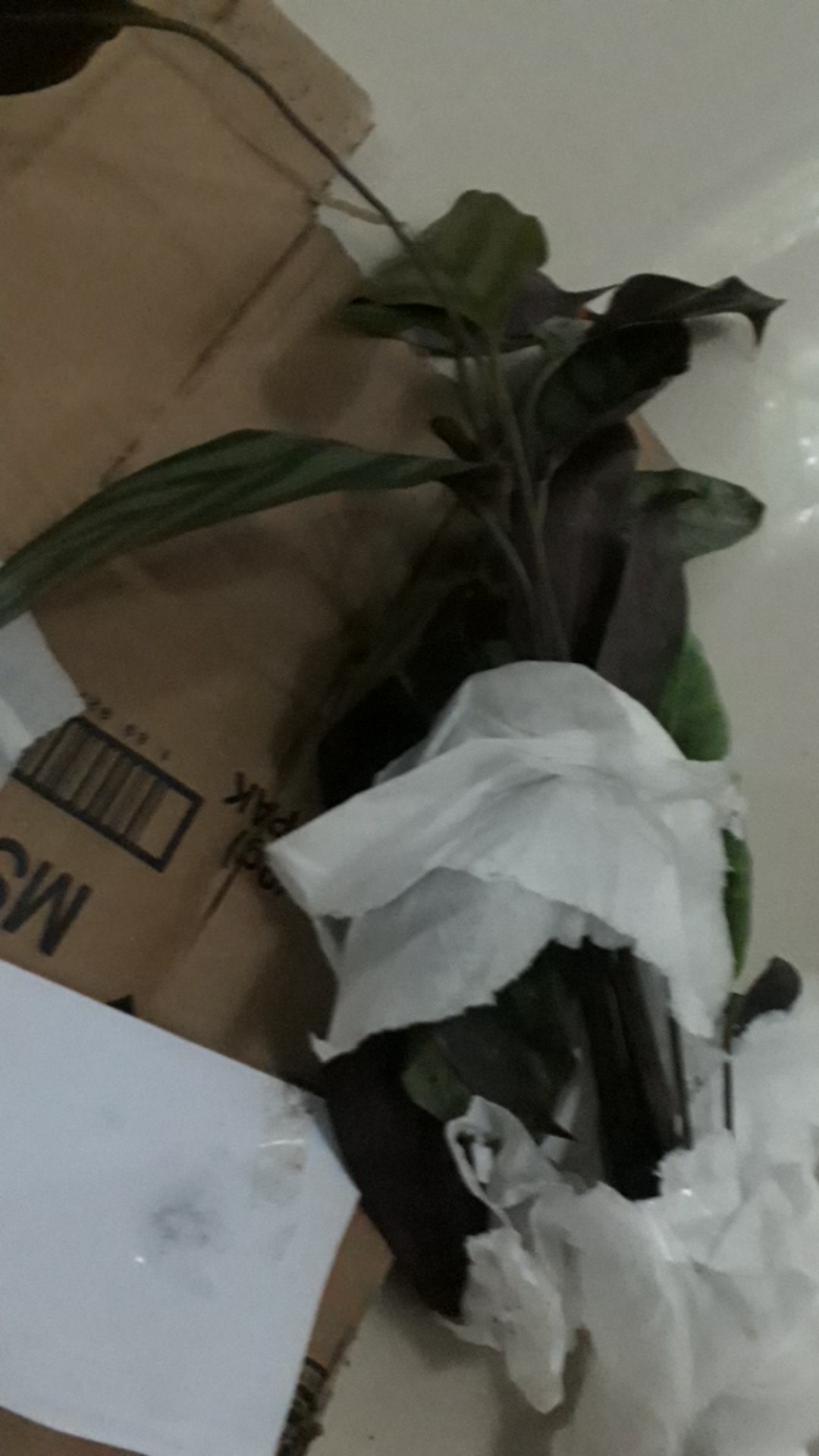 Tanaman Hias Calathea Sentosa Tanaman Hias