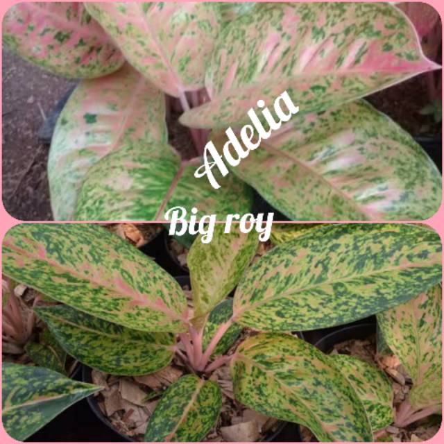 AGLONEMA BIG ROY/BIG ROI JUMBO