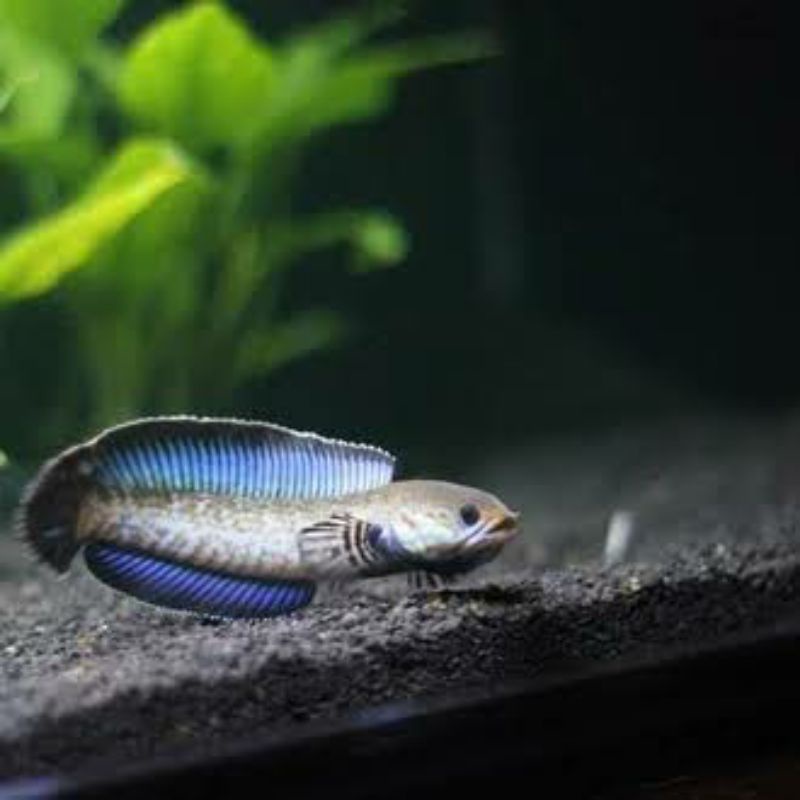 Chana baby Andrao bahan mantap