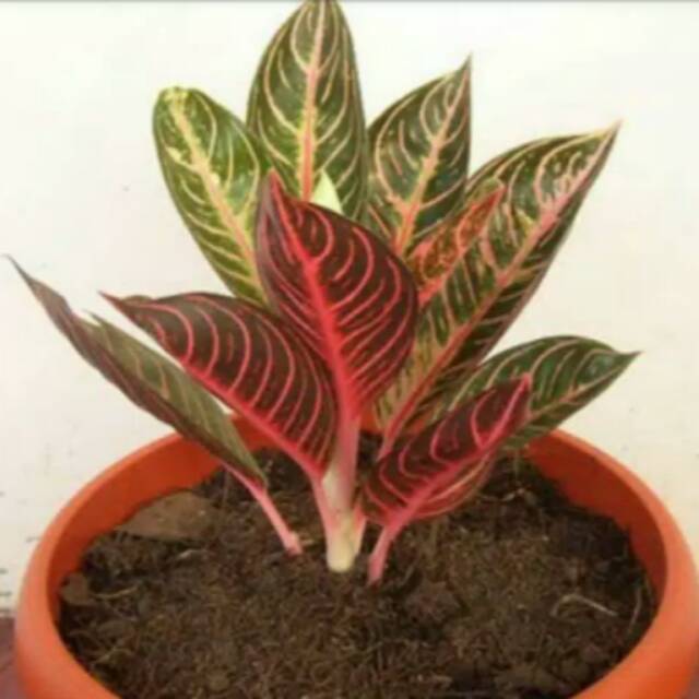 bunga aglonema red sumatra / red sumatera