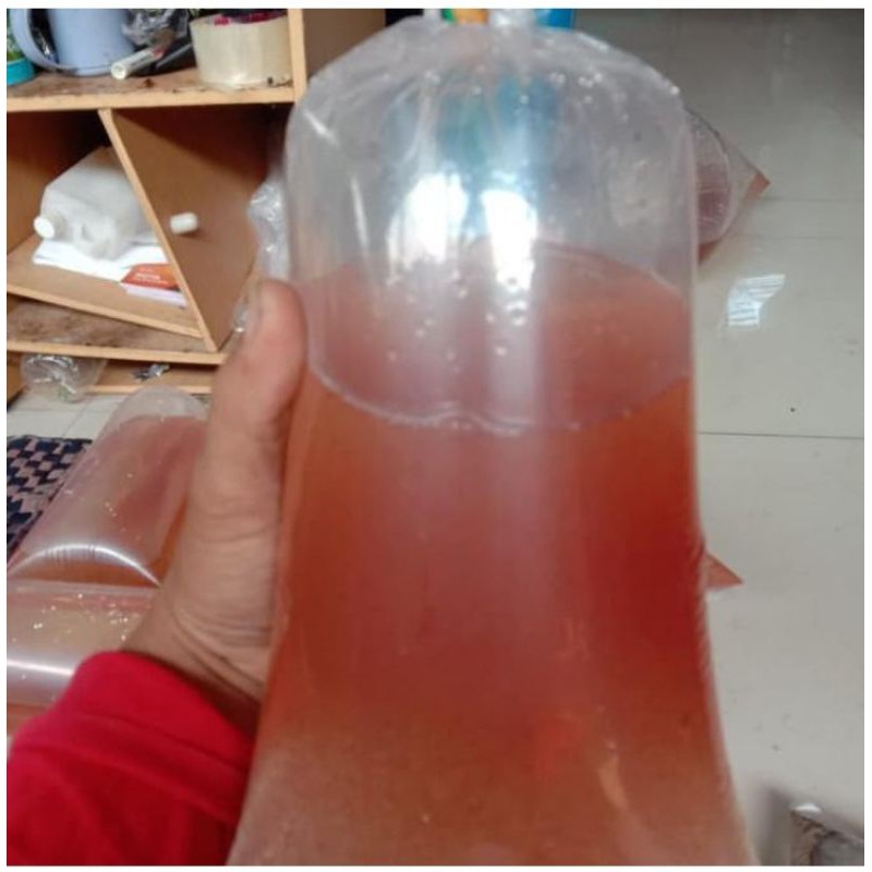 

kutu air segar