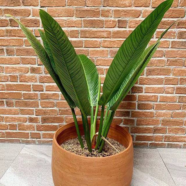 NEW Tanaman hias philodendron lynette philo linet tanaman indoor
