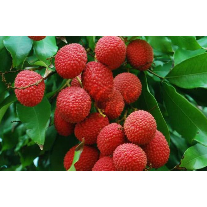 Jual Bibit Tanaman Buah Leci Kom Dwarf Lychee Pohon Leci Cocok Dataran Rendah Wisata Agrotani