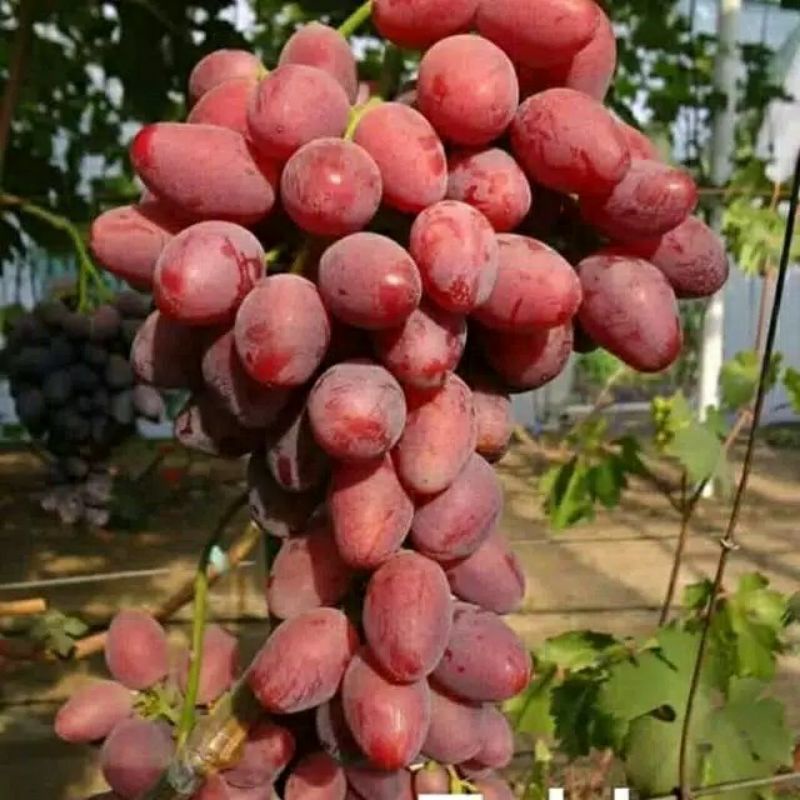 Bibit buah anggur merah manis beli 10 gratis 1