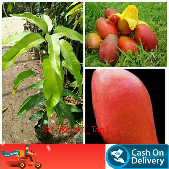 Bibit Mangga Yuwen Bibit Mangga Buah Merah