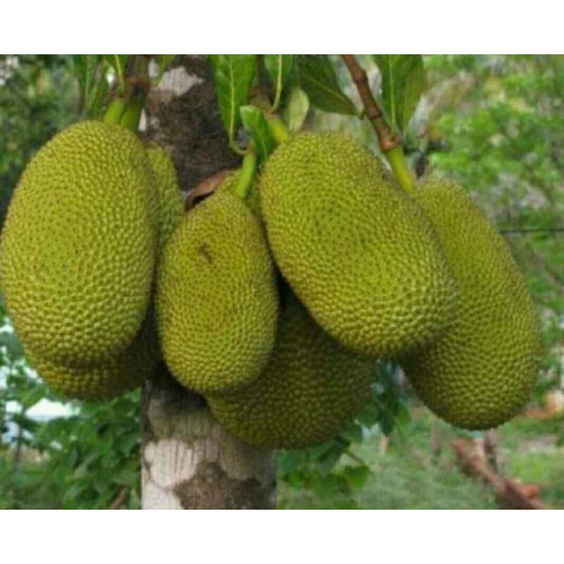 

NANGKA MUDA/ NANGKA SAYUR SEGAR 1KG