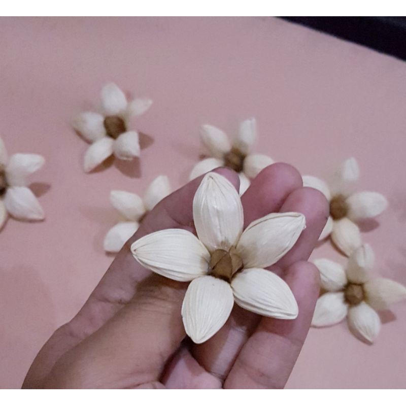 

BUNGA KLOBOT BIJI SUREN BUNGA KLOBOT JAGUNG BUNGA KULIT JAGUNG