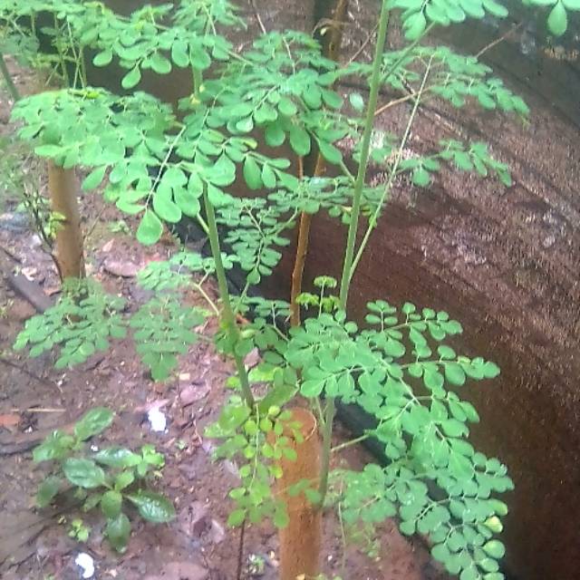 Daun kelor segar 100gr // kelor segar // daun kelor // kelor