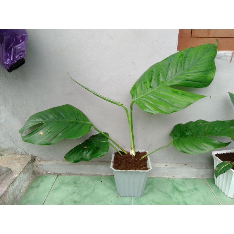 Jual Philodendron Monstera Epipremnum Pinnatum Tanaman Ekor Naga Shopee Indonesia