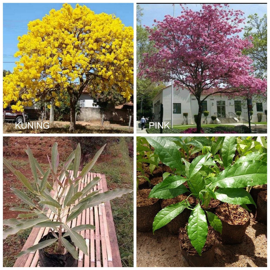 Tanaman Bunga Tabebuya Sakura (Handroanthus chrysotrichus) Pohon
