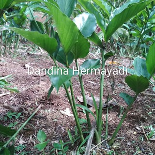 Budidaya Kapulaga BUDIDAYA APA SAJA Budidaya Kapulaga BUDIDAYA APA SAJA