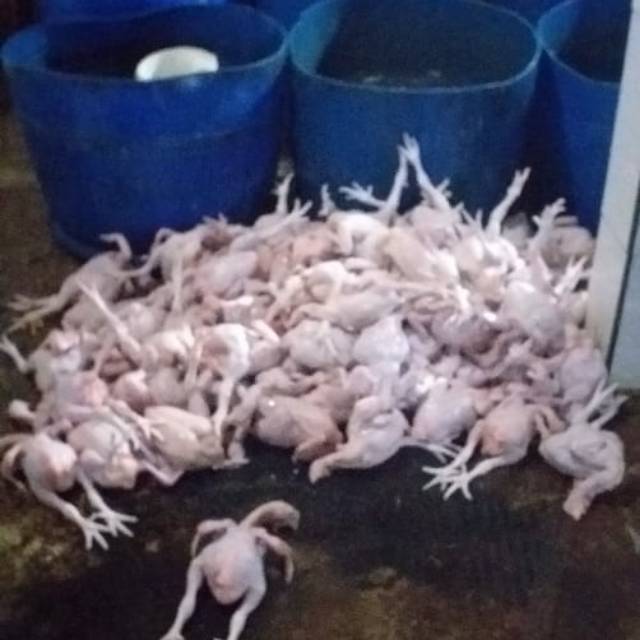 Ayam Potong Bergizi