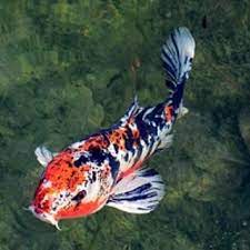 Koi Trader Pro EA MT4