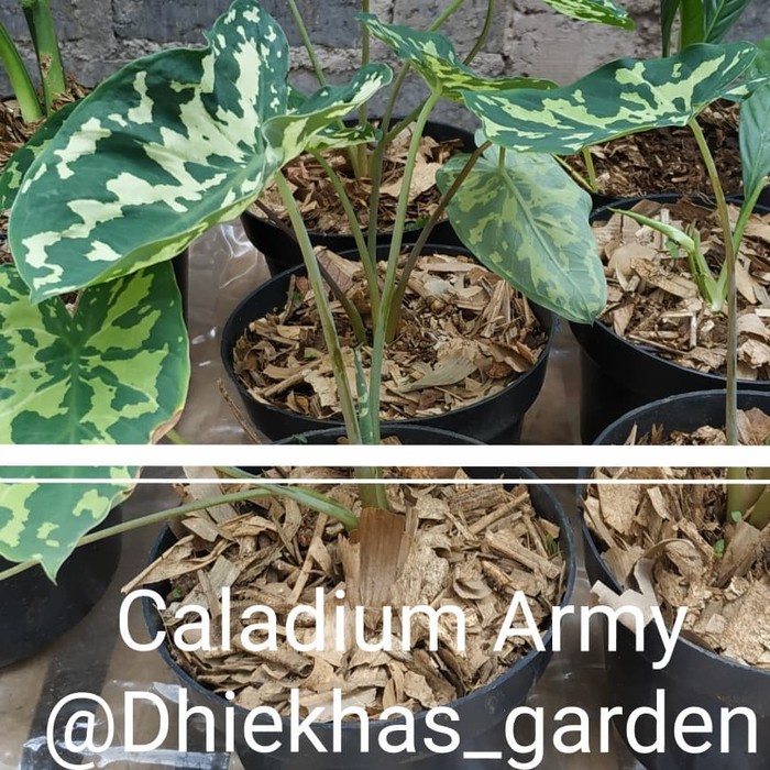 Tanaman Hias Caladium Army Atau Keladi Army Look Caladium Shopee Indonesia