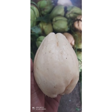 BIBIT LABU SIAM PUTIH SUPER