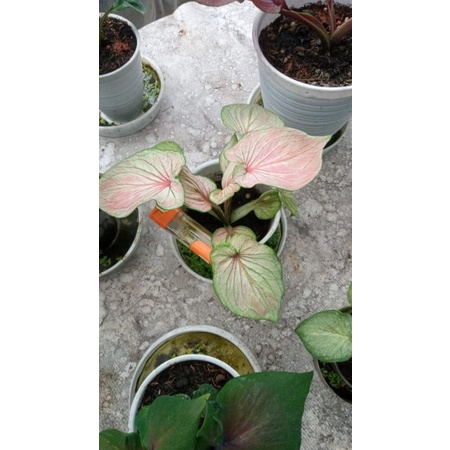 caladium white angel