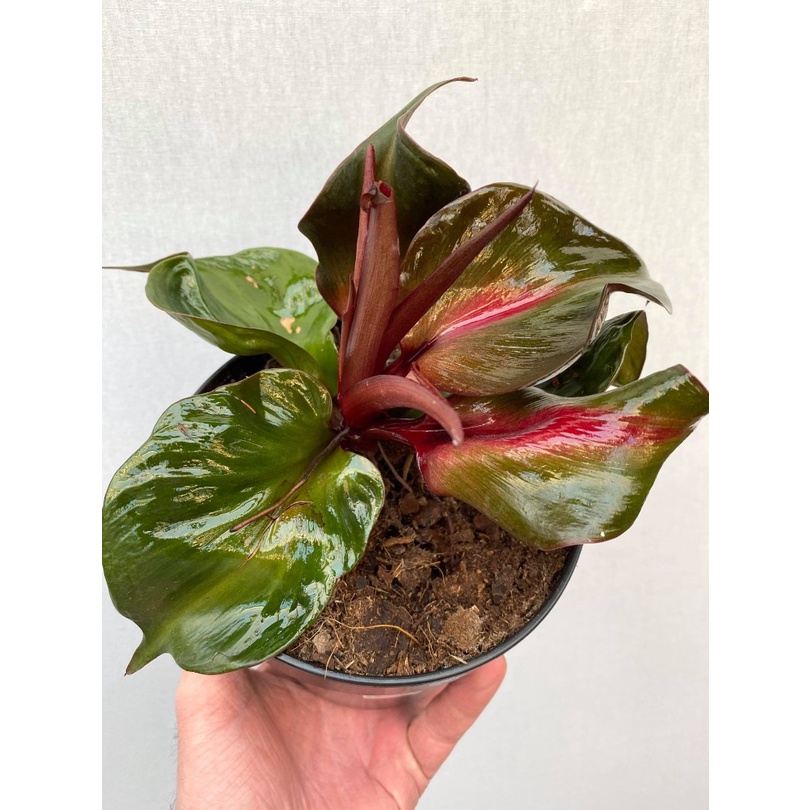 philodendron red heart REAL PICT - Tanaman koleksi murah BERGARANSI