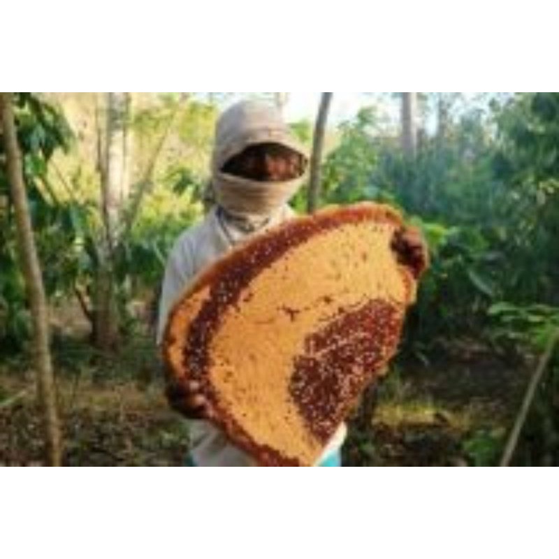 

Madu sasi asli timor NTT
