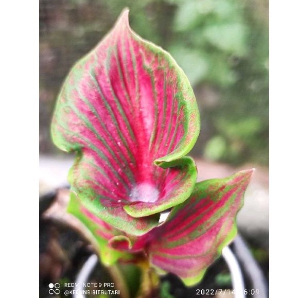 Caladium Red Ceria