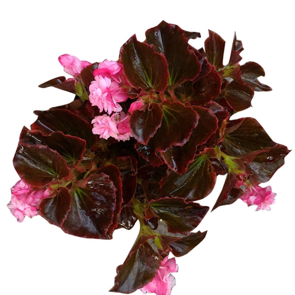 Tanaman Hias Bunga Begonia Mawar Pink tumpuk HIJAU TAMAN