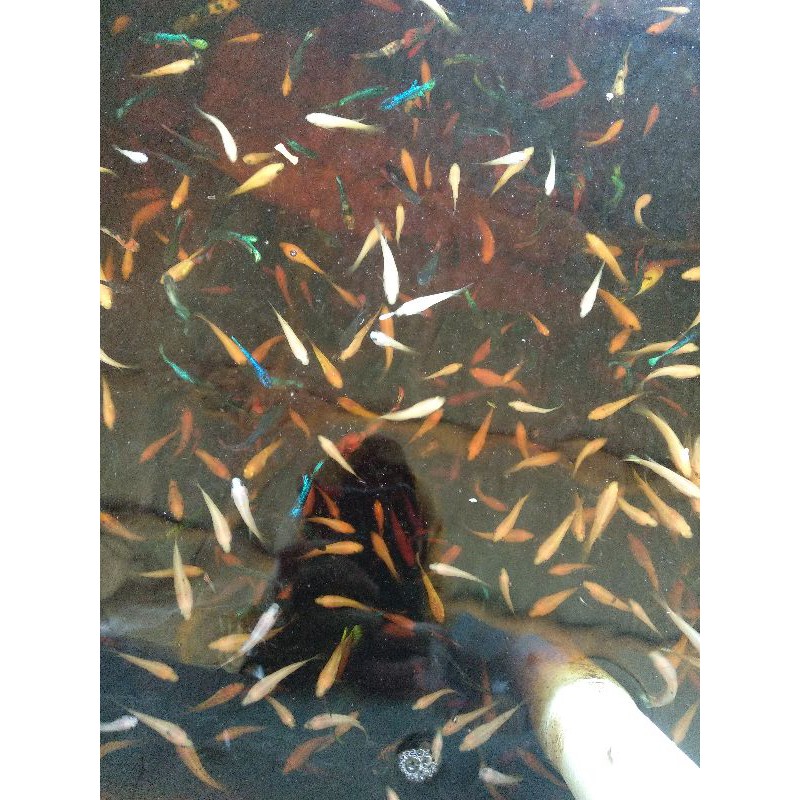 burayak ikan cupang koi fancy galaxy multicolor nemo