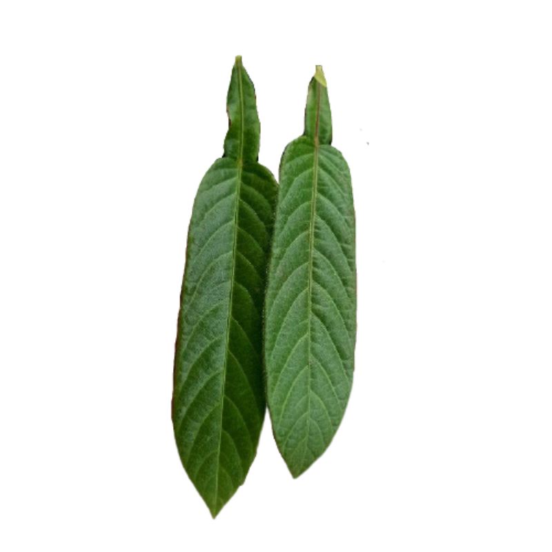 

Sedia Readyy Daun duduk segar siap petik ke kebun netto 100gram