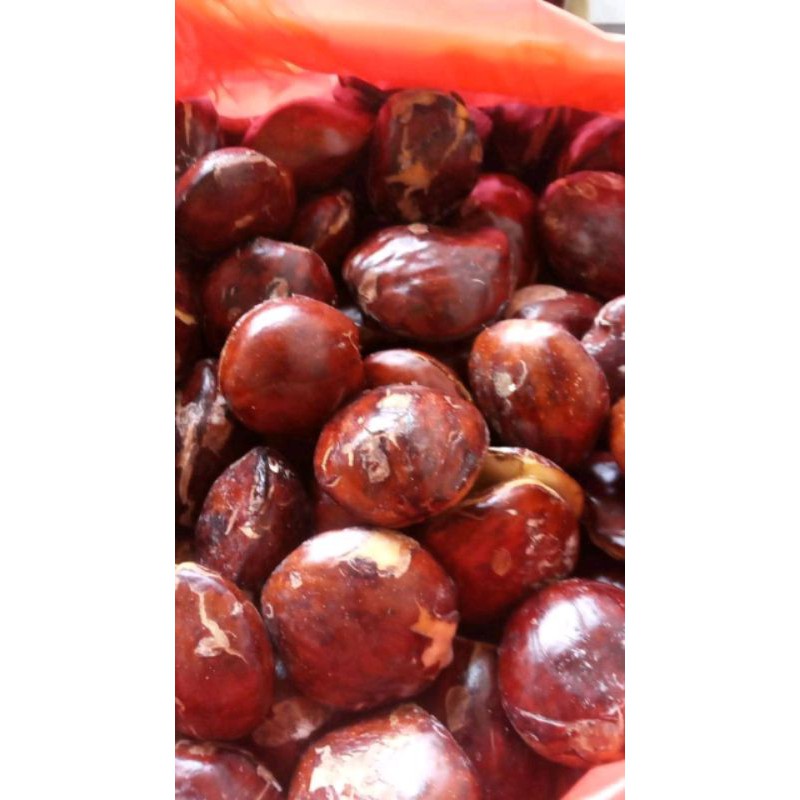 

COD✓ JENGKOL TUA super 1kg