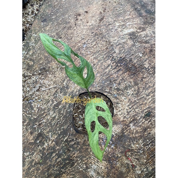 minstera adansonii variegata (janda bolong varigata lokal)