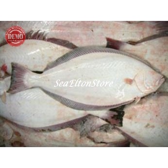 

IKAN SEBELAH SEGAR Betina Hasil Laut Segar