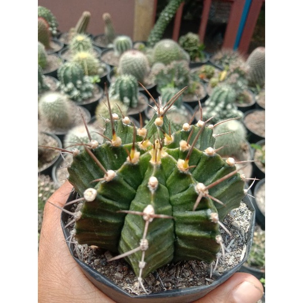 kaktus gymnocalycium
