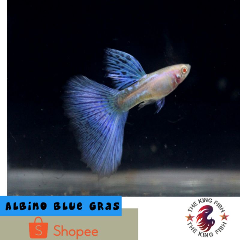 Ikan Guppy Hias Albino Blue Grass