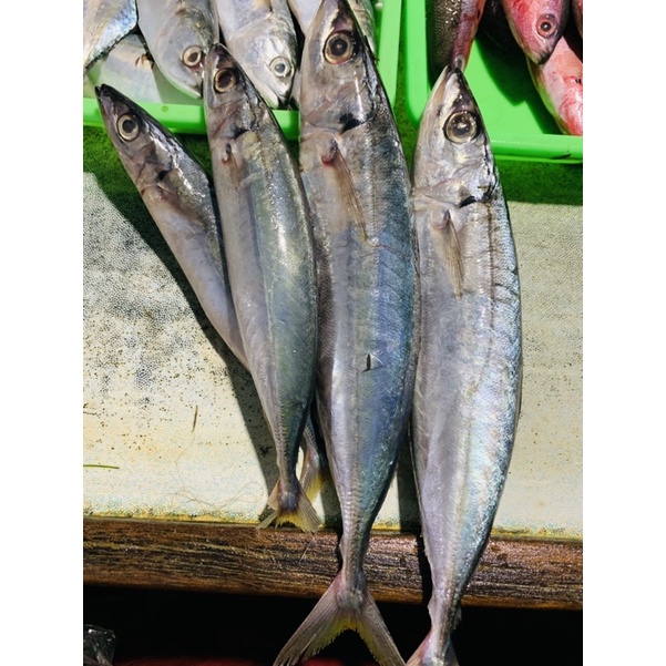 

Ikan kembung layang