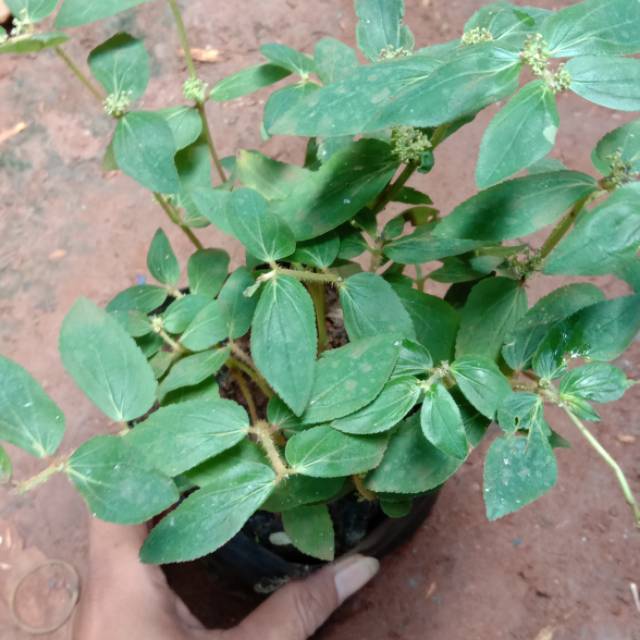 Pohon Gendong Anak Patikan Kebo Euphorbia Hirta Shopee Indonesia