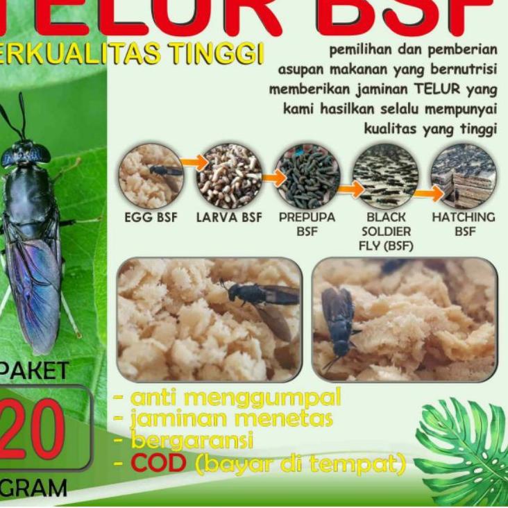 

Terbaru - QUALITY TELUR BSF PAKET 20 gram