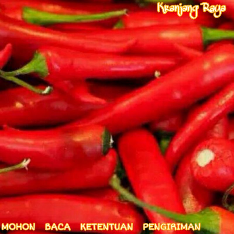 Cabe Merah Besar