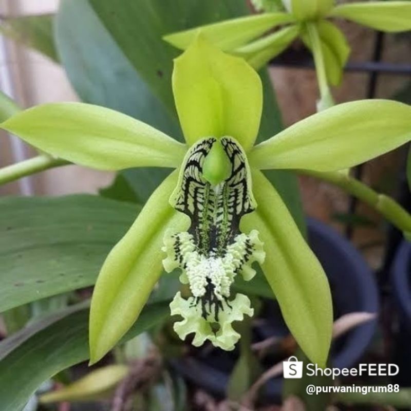 Anggrek Hitam Coelogyne Mayeriana