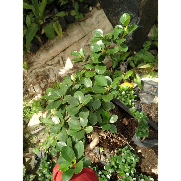 beringin mangkok mikro