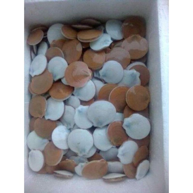 

Kerang Simping Segar 1Kg / Hasil Laut Segar Fresh BERGARANSI