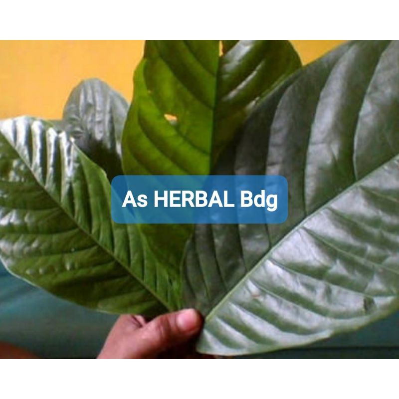 

Daun Kopi Segar Langsung Petik Per 500 gram-az
