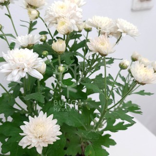 Tanaman hias bunga Aster Putih indoor outdoor Shopee Tanaman hias bunga Aster Putih indoor outdoor Shopee