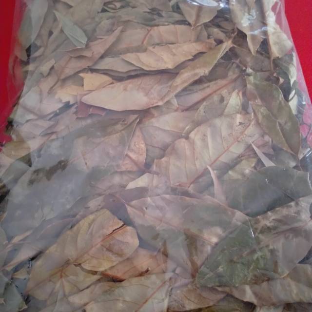 

Daun pala kering